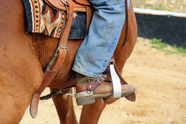 有蹄類の馬 — ストック写真