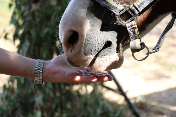 O cavalo da ordem dos ungulados — Fotografia de Stock