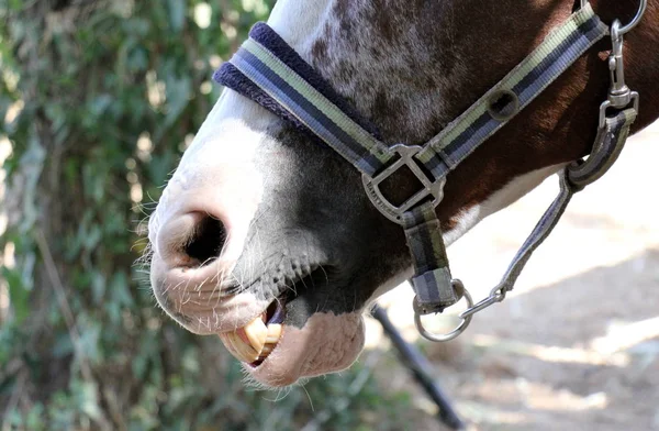 Het paard in de orde van de hoefdieren — Stockfoto