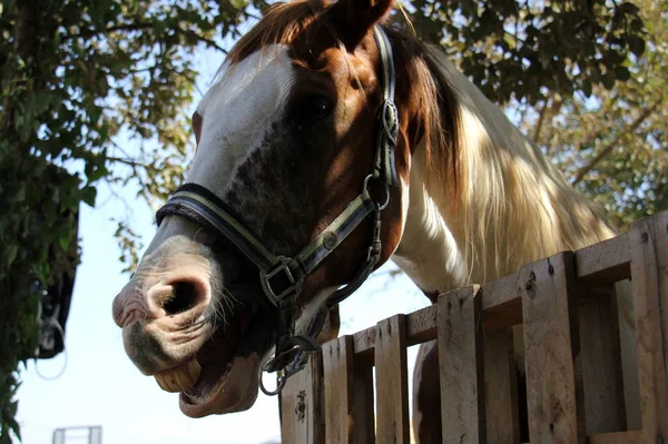 Лошадь ордена копытных — стоковое фото
