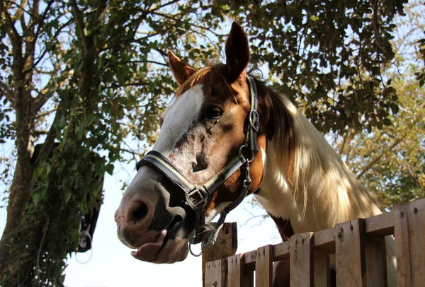 El caballo del orden de los ungulados — Foto de Stock