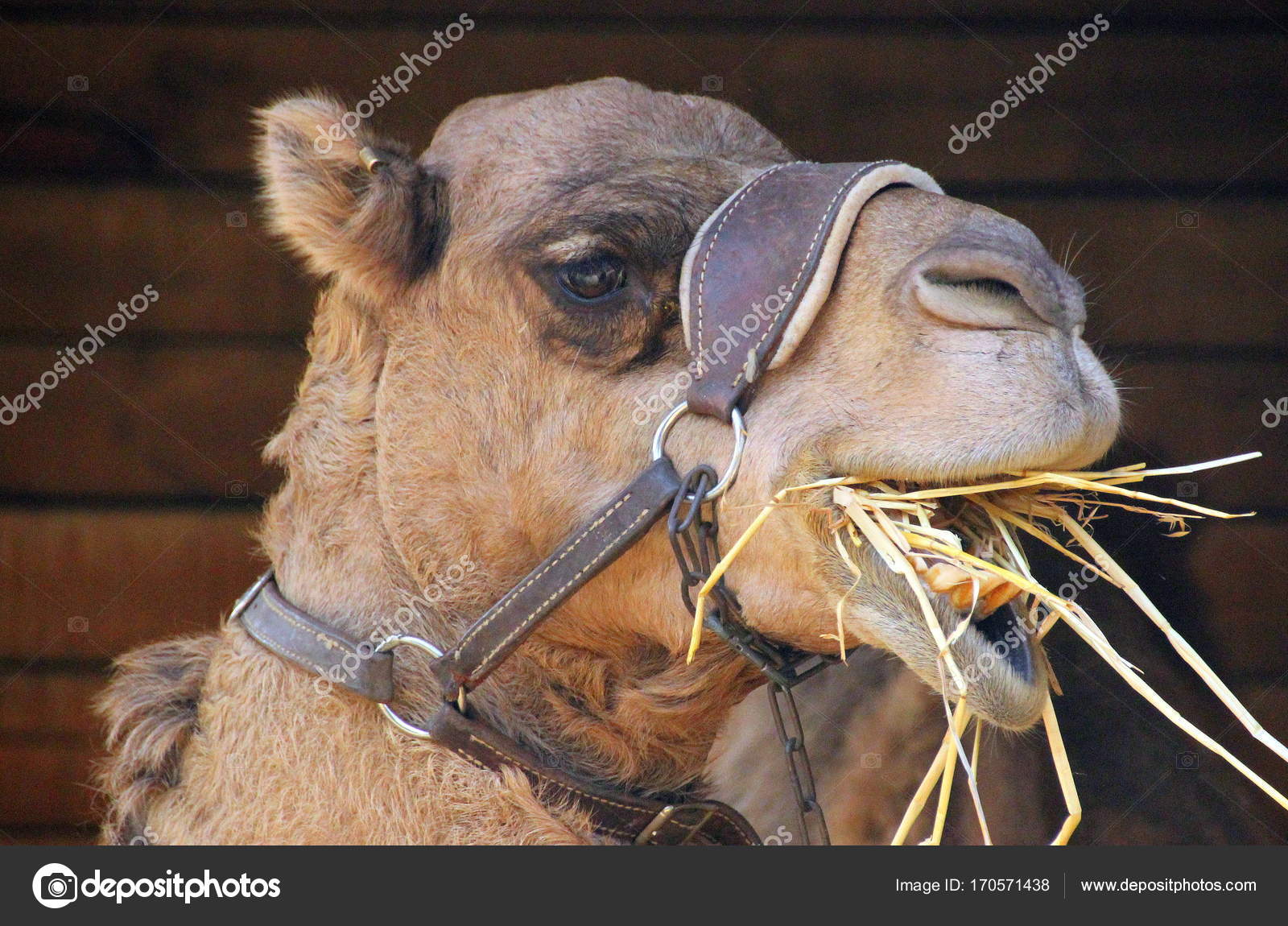 偶蹄類の動物写真素材 ロイヤリティフリー偶蹄類の動物画像 Depositphotos 偶蹄類の動物写真素材 ロイヤリティフリー偶蹄類の動物画像 Depositphotos