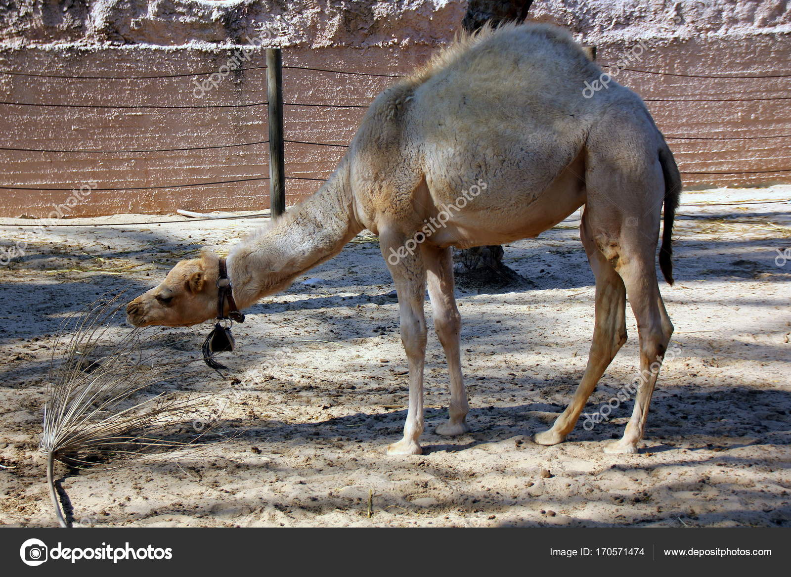 偶蹄類の動物写真素材 ロイヤリティフリー偶蹄類の動物画像 Depositphotos 偶蹄類の動物写真素材 ロイヤリティフリー偶蹄類の動物画像 Depositphotos