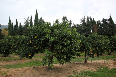 doğanın yakın çekim resimler 