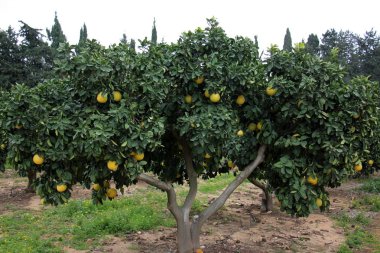 doğanın yakın çekim resimler 