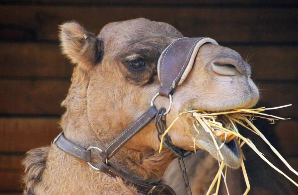 Fotos de Animal con pezuñas hendida de stock, imágenes de Animal con