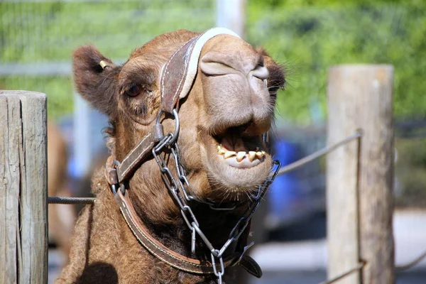 Kamel lebt im Zoo — Stockfoto