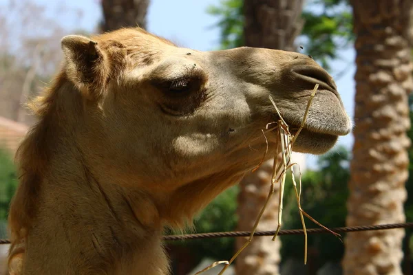 Cammello vive nello zoo — Foto Stock
