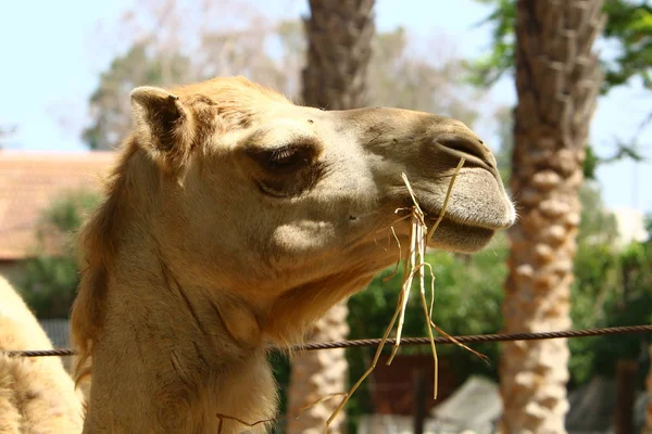 Kamel lebt im Zoo — Stockfoto