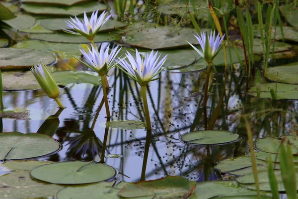 Close-up pictures of nature — Stock Photo, Image