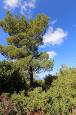 doğanın yakın çekim resimler 