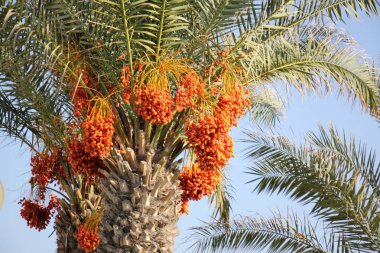 doğanın yakın çekim resimler 