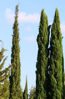 doğanın yakın çekim resimler 