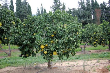 doğanın yakın çekim resimler 