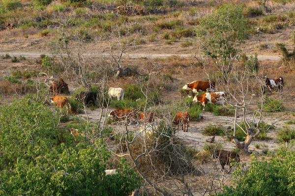 Primeros planos de la naturaleza — Foto de Stock