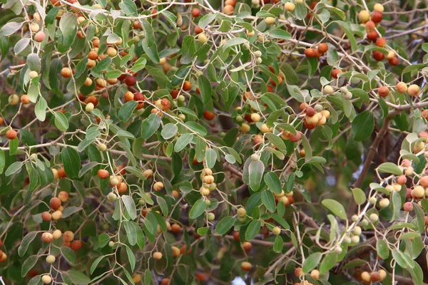 Nahaufnahmen der Natur — Stockfoto