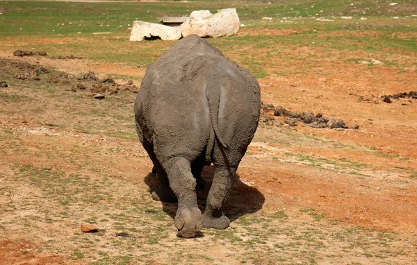 Rhino vit dans le zoo — Photo
