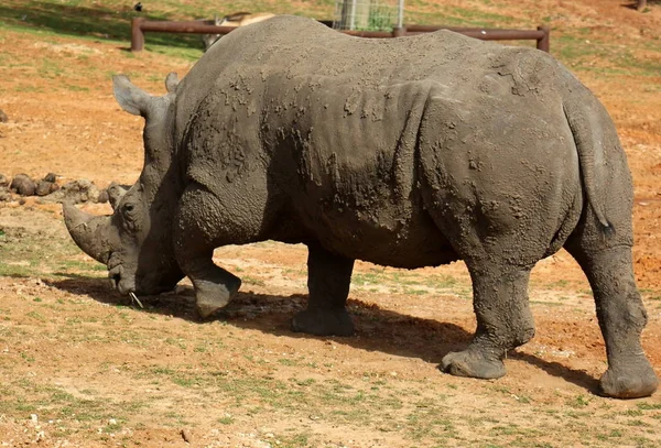 Носорог живет в зоопарке. — стоковое фото