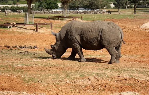 Rhino vit dans le zoo — Photo