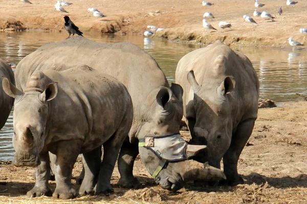 코뿔소는 동물원에 살으십시오 — 스톡 사진