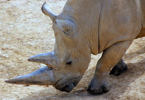 Nashorn lebt im Zoo — Stockfoto