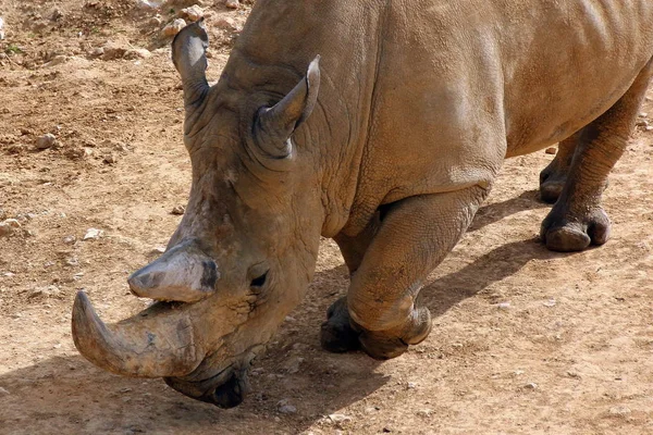 Nashorn lebt im Zoo — Stockfoto