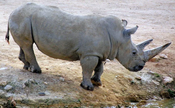 Rinoceronte vive no zoológico — Fotografia de Stock
