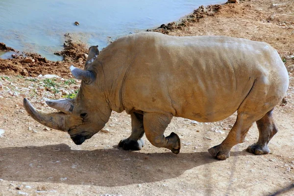 Hayvanat bahçesinde gergedan yaşıyor — Stok fotoğraf