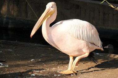 bir omurgalılar kuştur 