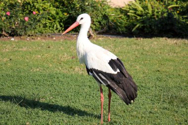 bir omurgalılar kuştur 