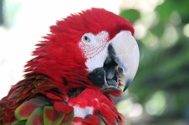 bir omurgalılar kuştur 