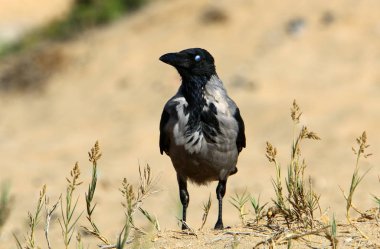 bir omurgalılar kuştur 