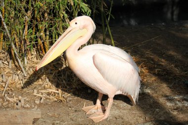 bir omurgalılar kuştur 