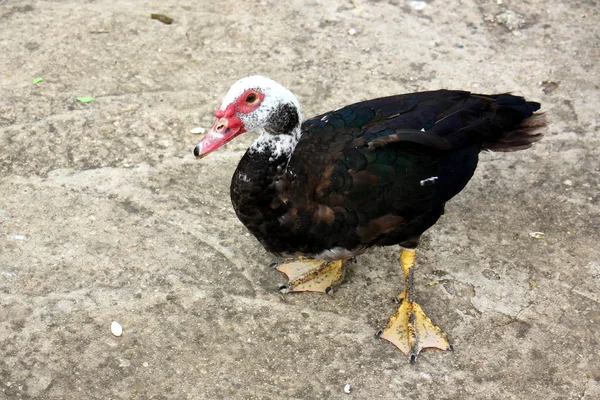 Vogel ist ein Wirbeltier — Stockfoto