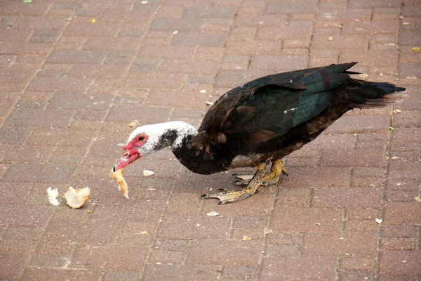 Vogel ist ein Wirbeltier — Stockfoto