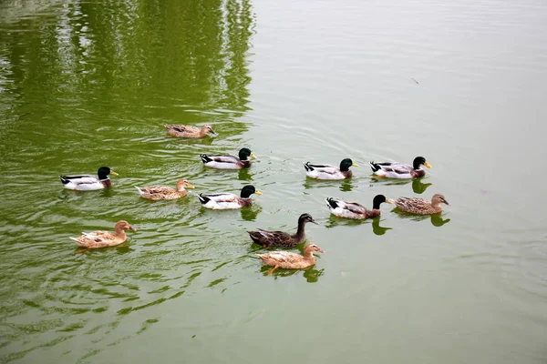 Vogel is een gewerveld dier — Stockfoto