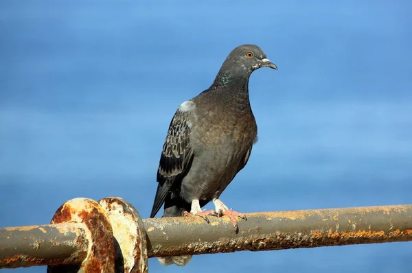 Oiseau est un vertébré — Photo