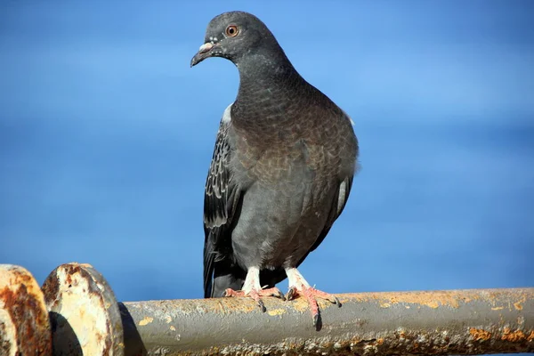 Fågeln är ett ryggradsdjur — Stockfoto