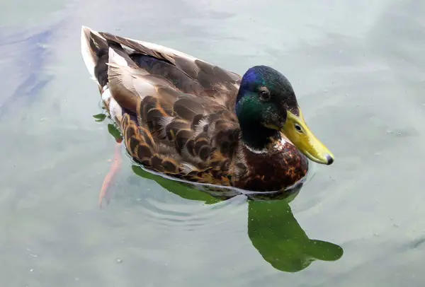 鳥は脊椎動物です。 — ストック写真