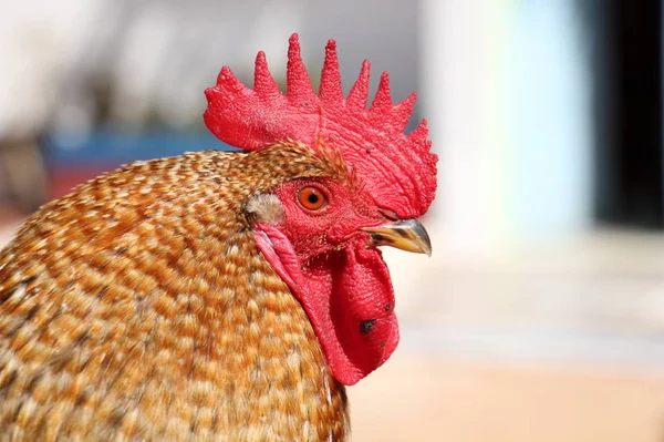 Vogel is een gewerveld dier — Stockfoto