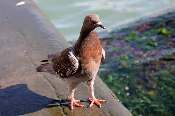 Pássaro é um vertebrado — Fotografia de Stock