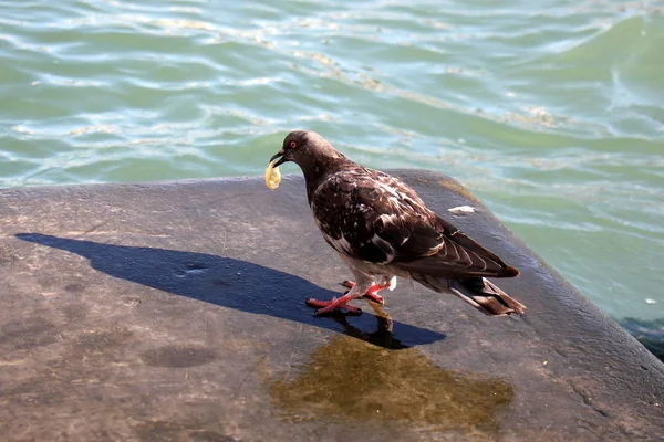 Oiseau est un vertébré — Photo