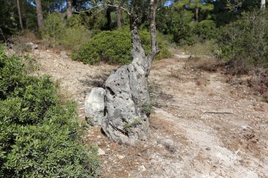 Eski bir güdük olduğunu 