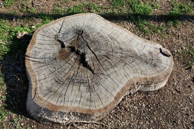 Eski bir güdük olduğunu 