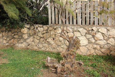 Eski bir güdük olduğunu 