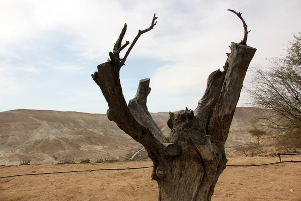 Van egy régi stump — Stock Fotó