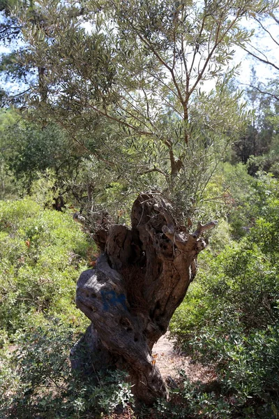 Van egy régi stump — Stock Fotó