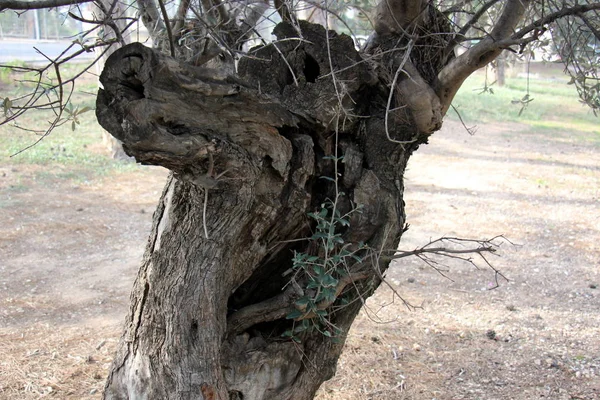 There is an old stump — Stock Photo, Image