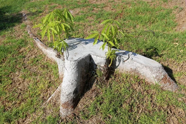 오래 된 나무 그 루터 기는 — 스톡 사진
