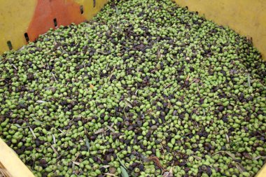 Tezgaha sebze vardır 